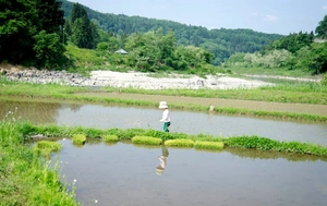 Momo Helps Plant the Rice