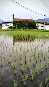 Walk in Iiyama Pt1 5