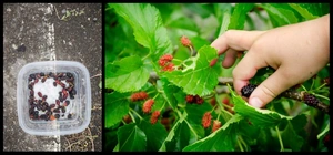 Kuwa Berries