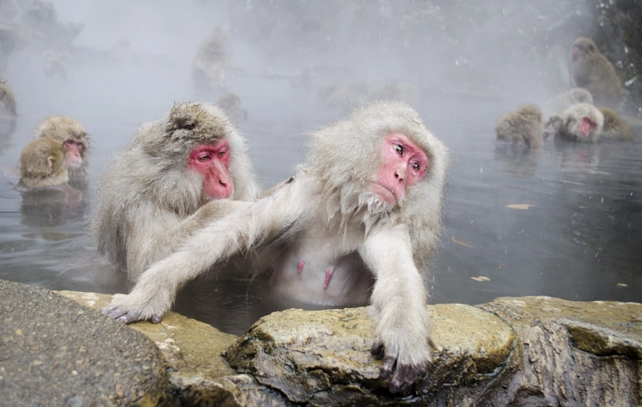 snow monkeys 4