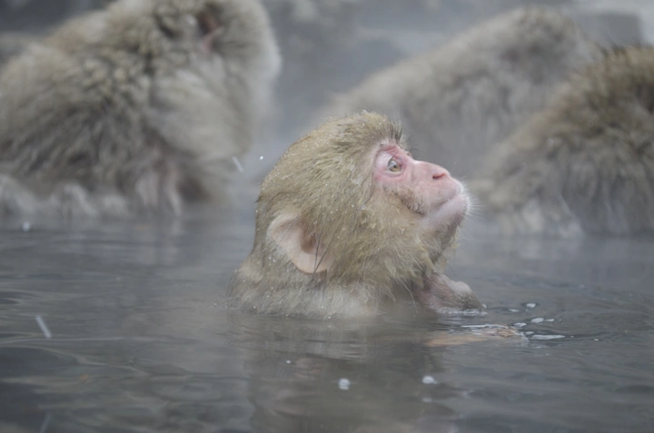 snow monkeys 5