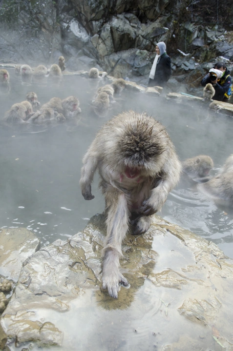 snow monkeys 7