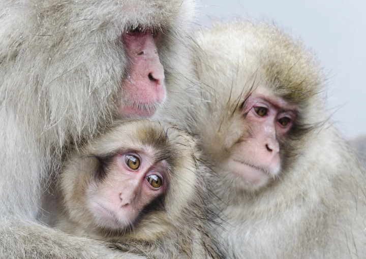 snow monkeys 10