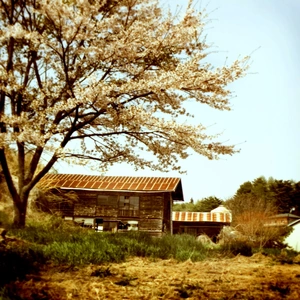 May Scenery in Rural Japan