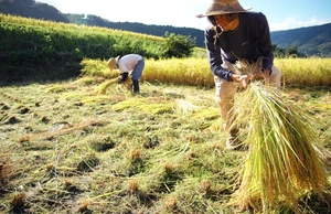 Rice Week - Harvest Time