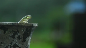 Dragonfly Becomes Adult